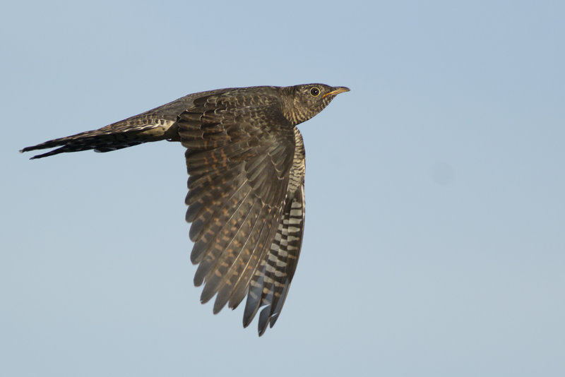 Koekoek / Common Cuckoo