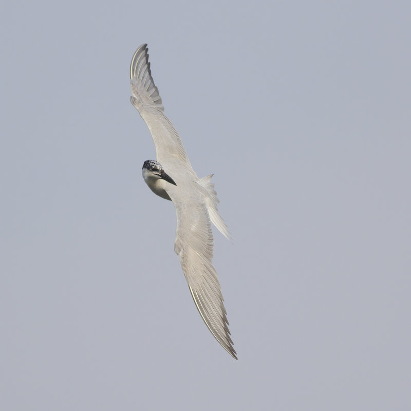 Lachstern / Gull-billed Tern