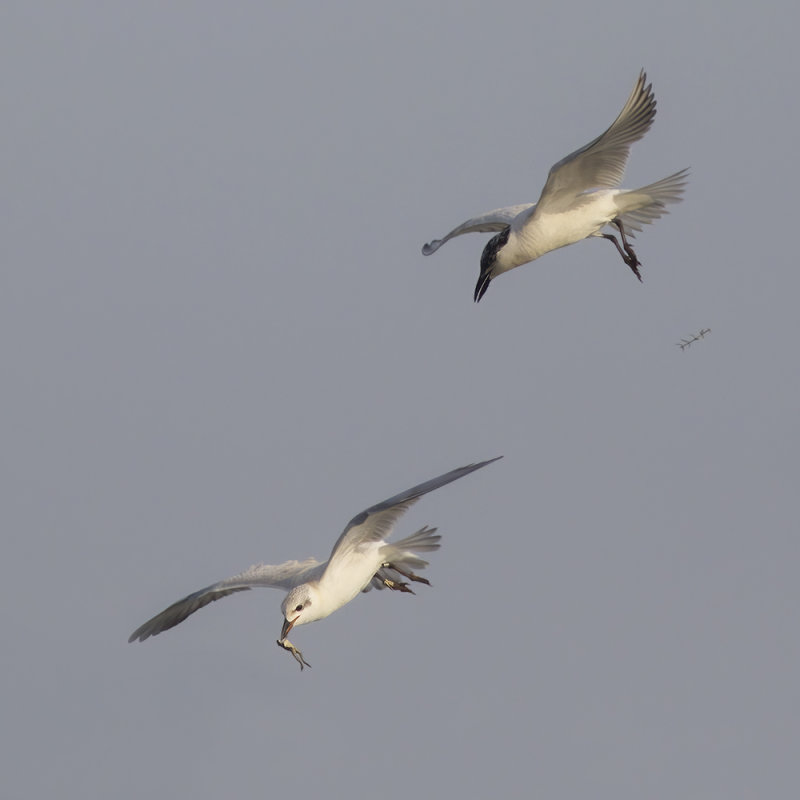 juveniele en adulte Lachstern / juvenile and adult Gull-billed Tern