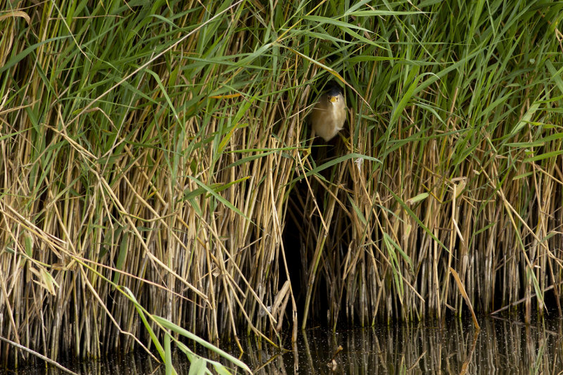 Little Bittern / Woudaapje