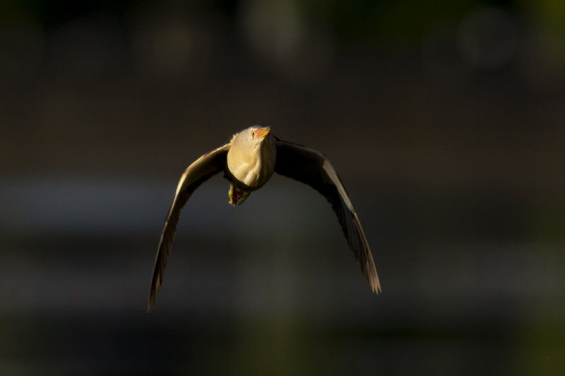 Little Bittern / Woudaapje