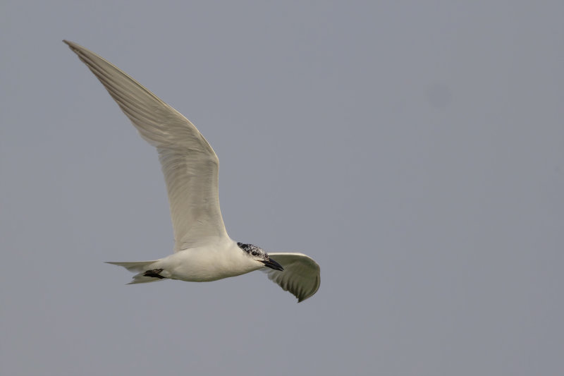 Lachstern / Gull-billed Tern
