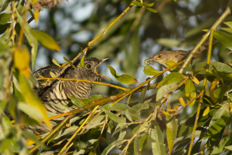 Koekoek / Common Cuckoo