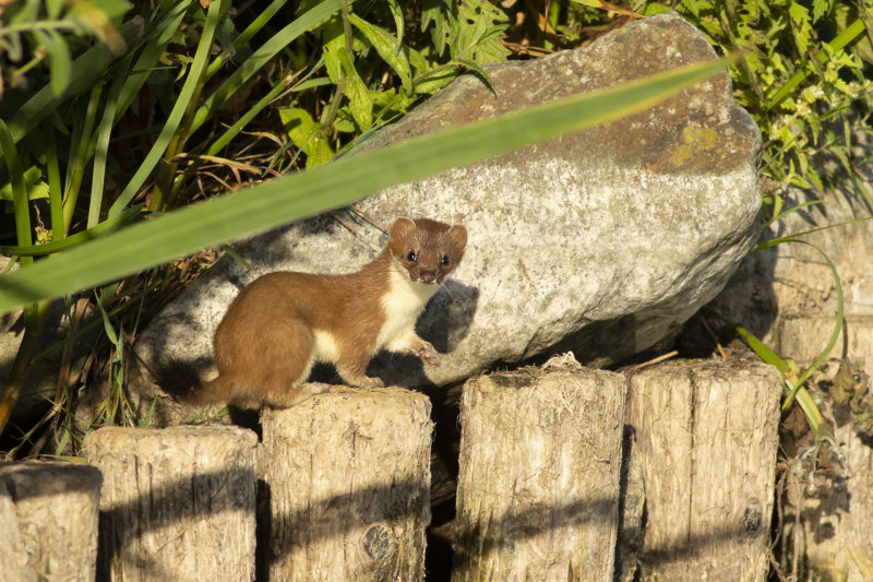 Hermelijn / Stoat