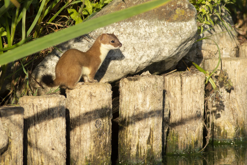 Hermelijn / Stoat