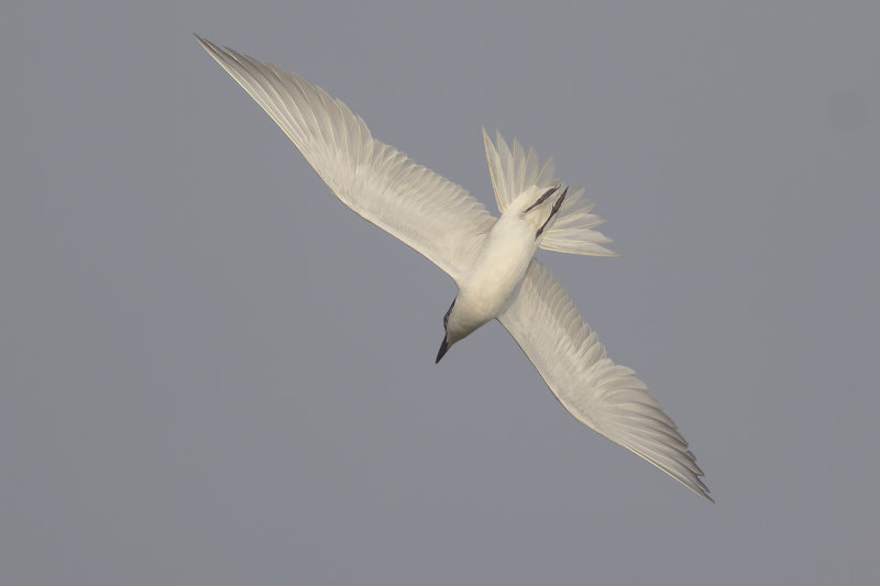 Lachstern / Gull-billed Tern