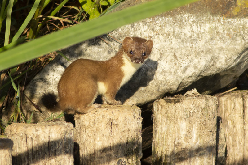 Hermelijn / Stoat
