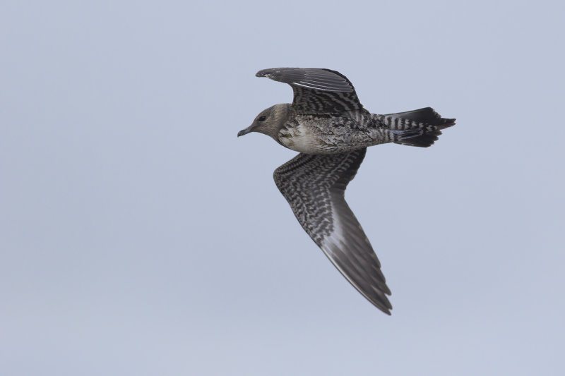 Kleinste Jager / Long-tailed Jaeger