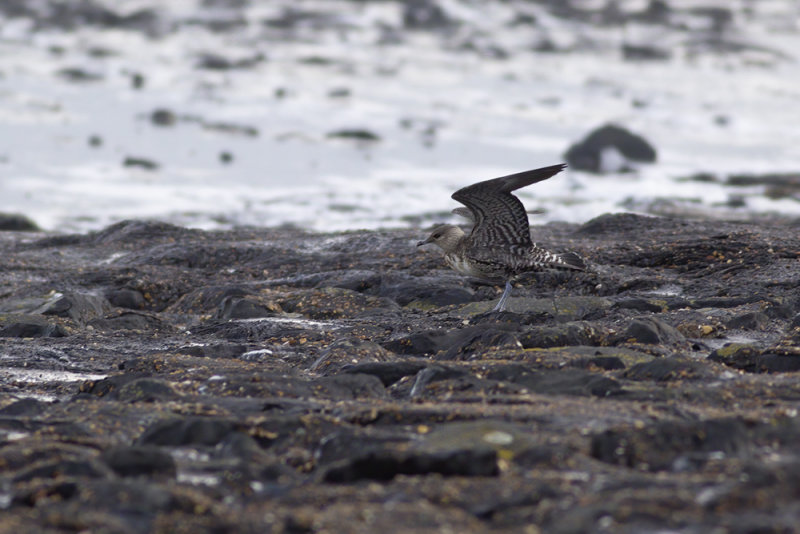 Kleinste Jager / Long-tailed Jaeger