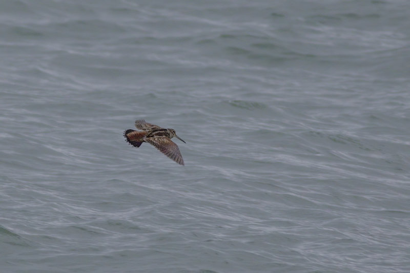 Houtsnip / Eurasian Woodcock