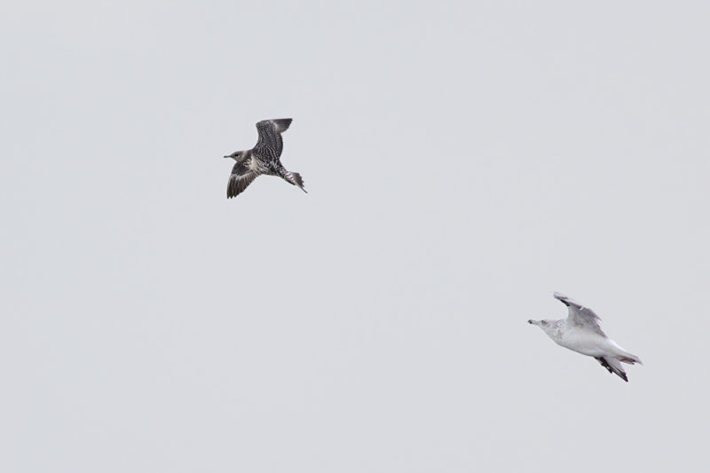 Kleinste Jager / Long-tailed Jaeger