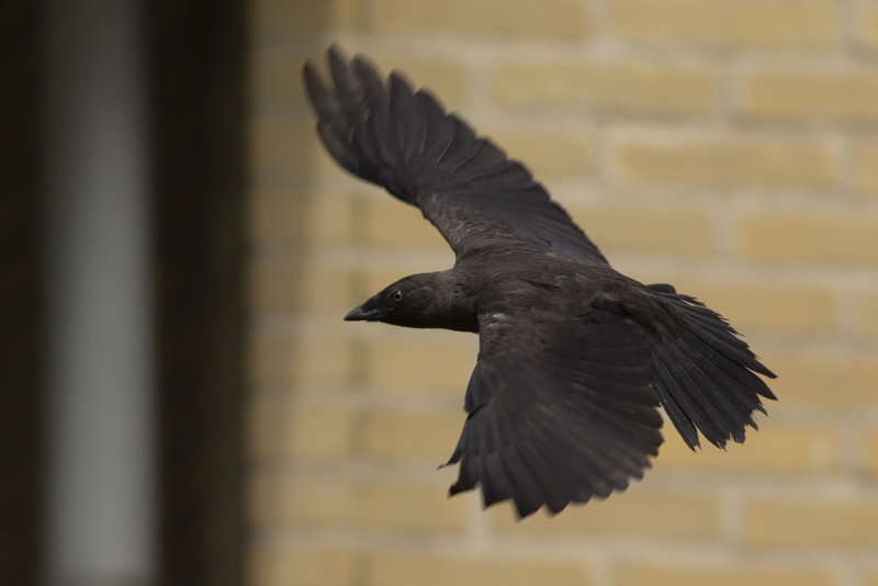 Kauw / Western Jackdaw