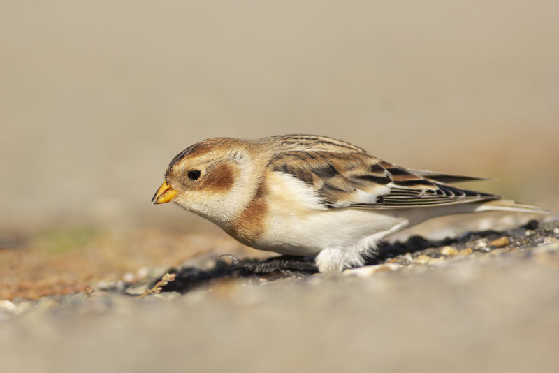 Sneeuwgors / Snow Bunting