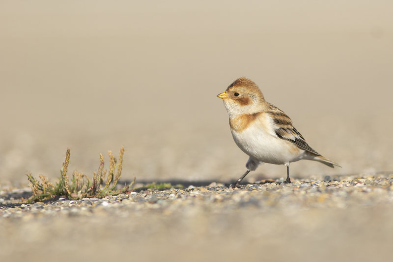 Sneeuwgors / Snow Bunting