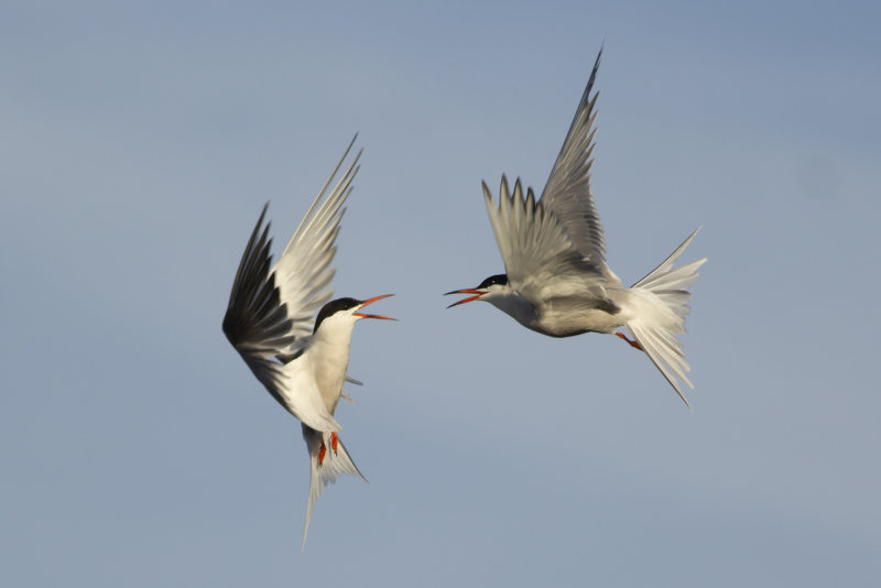 Visdieven / Common Terns