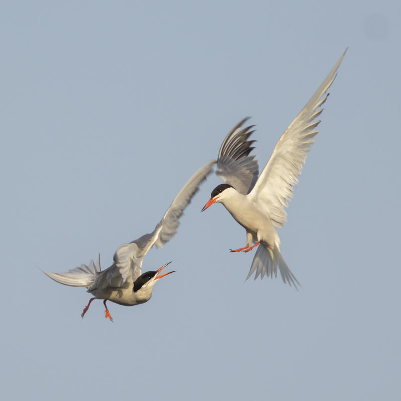 Visdieven / Common Terns