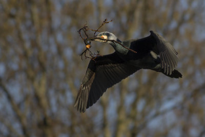 Great Cormorant / Aalscholver
