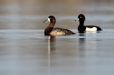 Greater Scaup / Topper