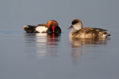 Red-headed Pochards / Krooneenden