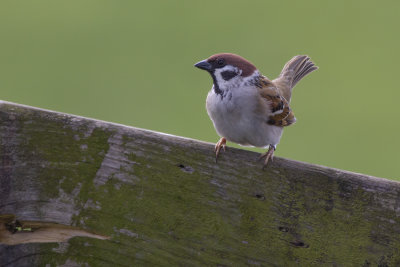 Tree Sparrow / Ringmus