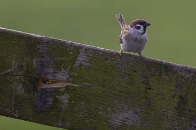 Tree Sparrow / Ringmus