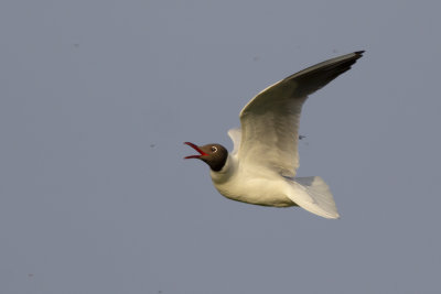 Black-headed Gull, catching insects / insectenvangende Kokmeeuw