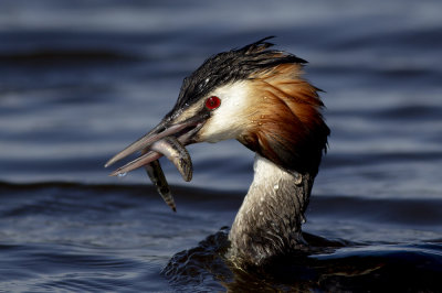 Great Crested Grebe with prey / Fuut met prooi