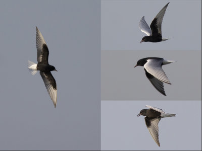 White-winged Black Tern / Witvleugelstern