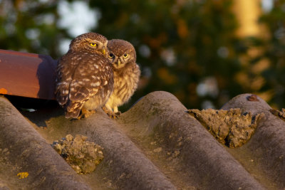 Little Owls / Steenuilen