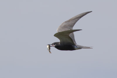 Black Tern /  Zwarte Stern