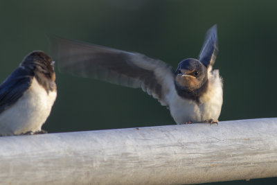 Barn Swallow / Boerenzwaluw