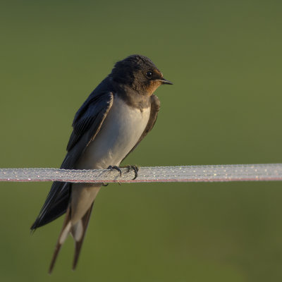 Barn Swallow / Boerenzwaluw