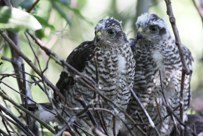 Eurasian Sparrowhawks / Sperwers
