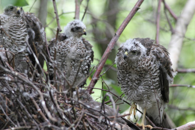 Eurasian Sparrowhawks / Sperwers