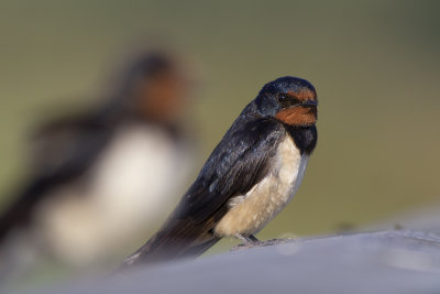 Barn Swallows / Boerenzwaluwen