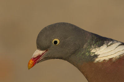 Common Wood Pigeon / Houtduif