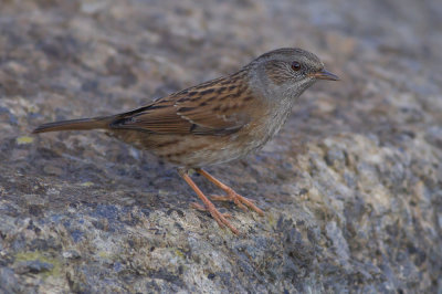 Dunnock / Heggenmus