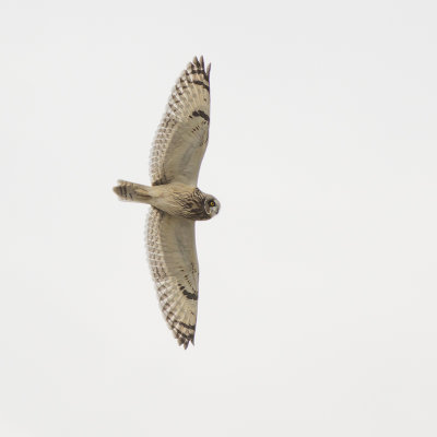 Short-eared Owl / Velduil