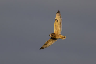 Short-eared Owl / Velduil
