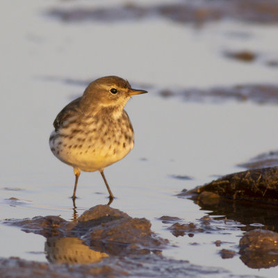 Water Pipit / Waterpieper