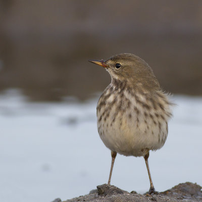 Water Pipit / Waterpieper