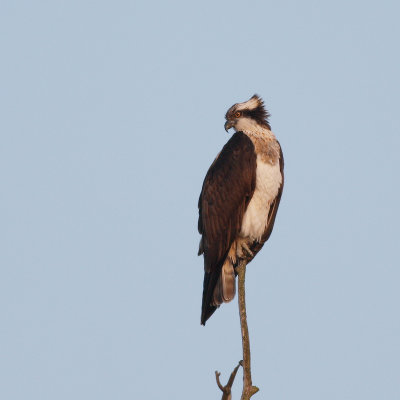 Osprey / Visarend