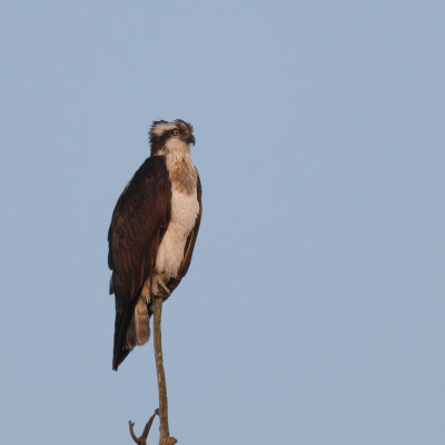 Osprey / Visarend