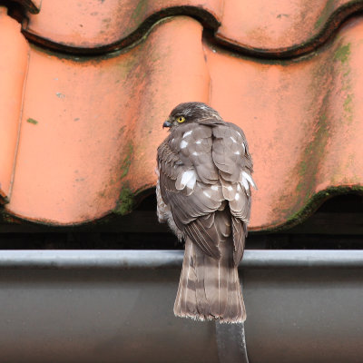 Eurasian Sparrowhawk / Sperwer