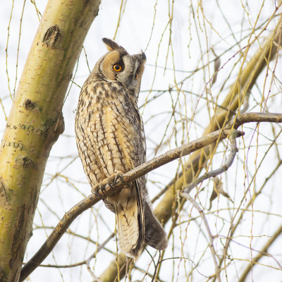 Long-eared owl / Ransuil