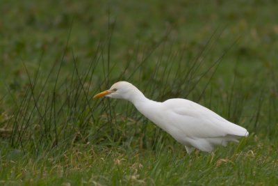 Cattle Egret / Koereiger