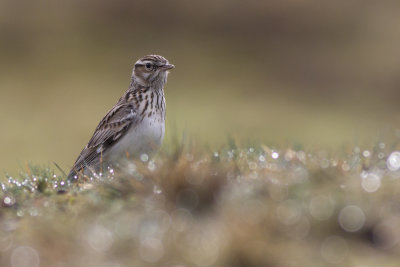 Wood Lark / Boomleeuwerik