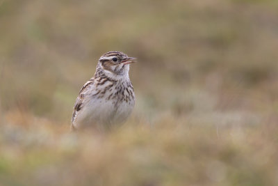 Wood Lark / Boomleeuwerik