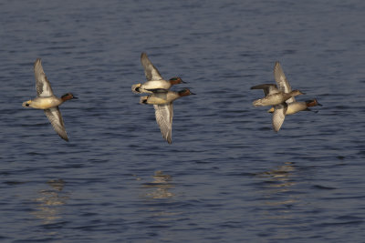 Common Teals / Wintertalingen