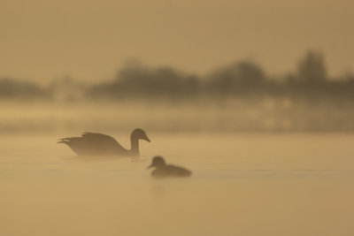 Greylag Goose in early light / Grauwe Gans in vroeg ochtendlicht